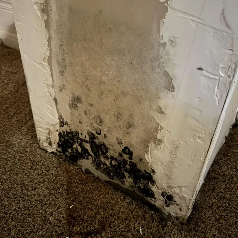 Professional Mold Removal in Amherst, WI